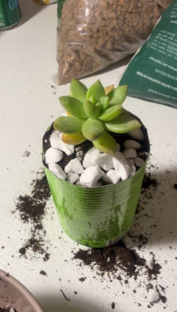Суккулент в зелёной банке с декоративной отсыпкой из белого камня